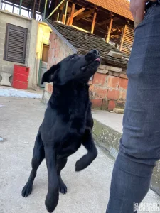 Labrador muzjak
