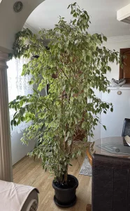 Bendzamin fikus AKCIJA