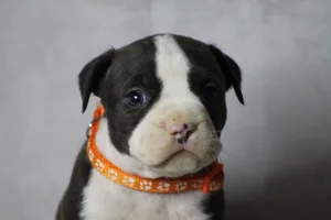 Americki staford stenci