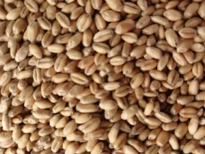 Psenica belija