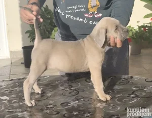 Cane Corso Kane Korso Formentino Ženka