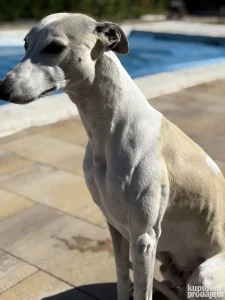 Whippet- Mali engleski hrt