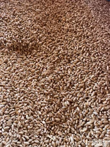 psenica