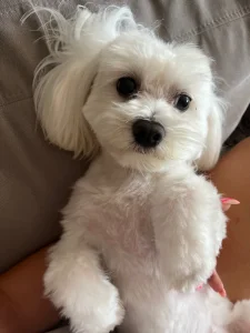 Mini maltezer za PARENJE