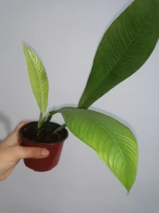 Philodendron Campii "Lynette"