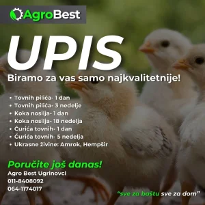 Pilići Koke nosilje Ukrasna živina