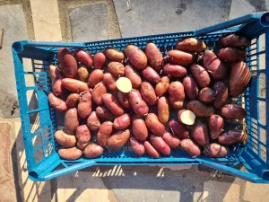 Ljubicasti semenski krompir