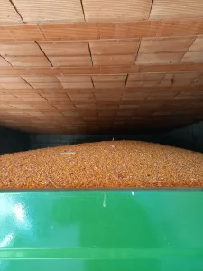 Dzakiran kukuruz rod 2025