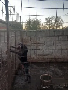 Prodajem pse pticare