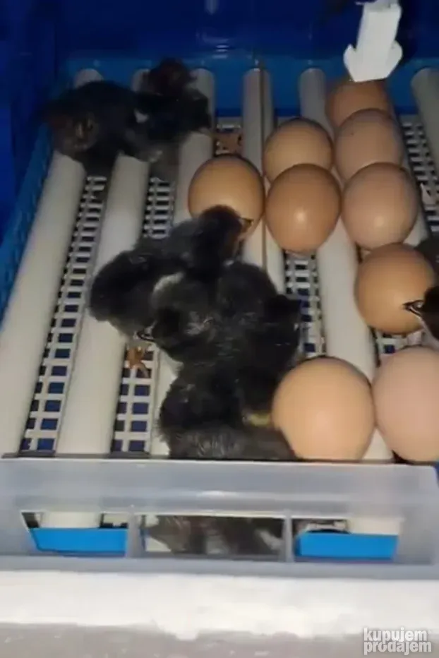 Inkubatori za jaja - 36 / 64 / 128 / 192 - NOVO - NOVO