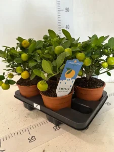 Mandarina