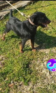 Nlt dobarJak mlad hitnoPovoljno