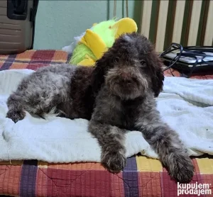 lagotto romagnolo štenci 5.meseca na popustu