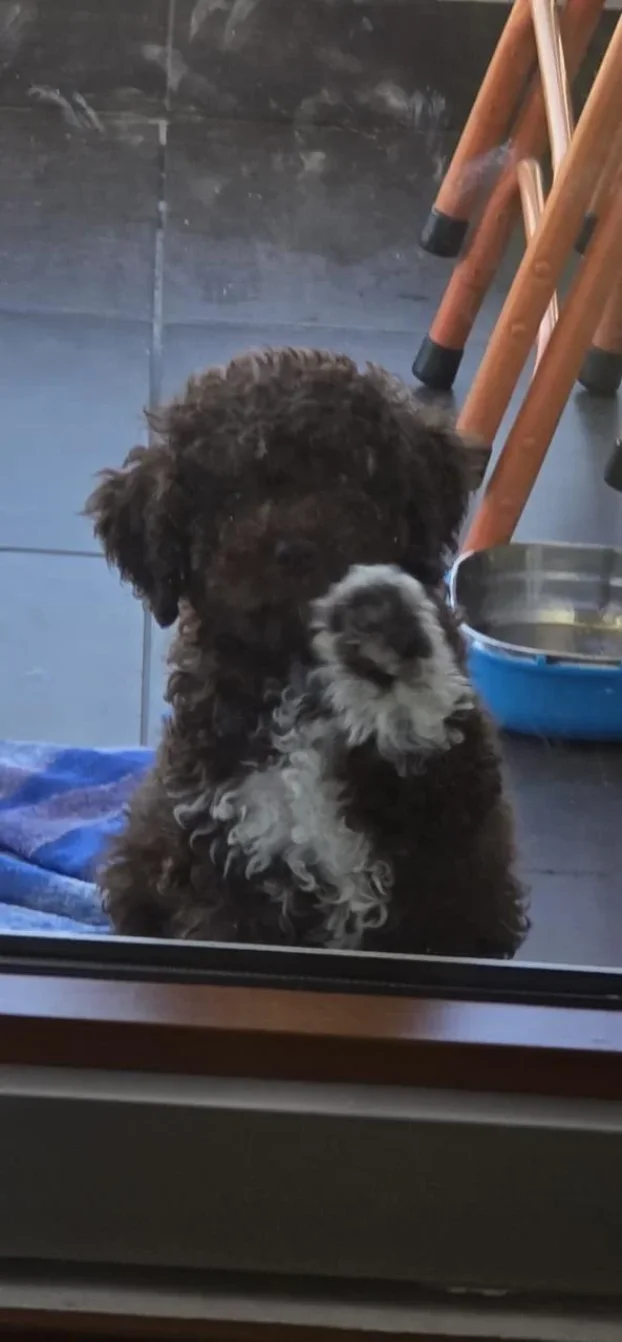 Lagoto romanjolo stenci (Lagotto romagnolo)