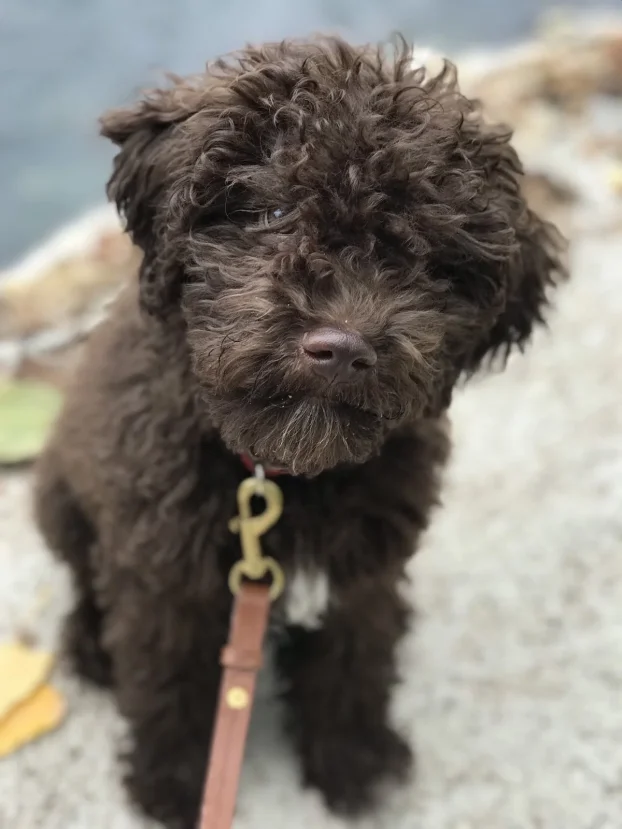 Lagoto romanjolo stenci (Lagotto romagnolo)