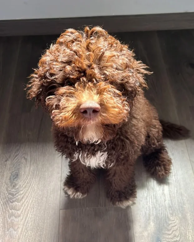 Lagoto romanjolo stenci (Lagotto romagnolo)