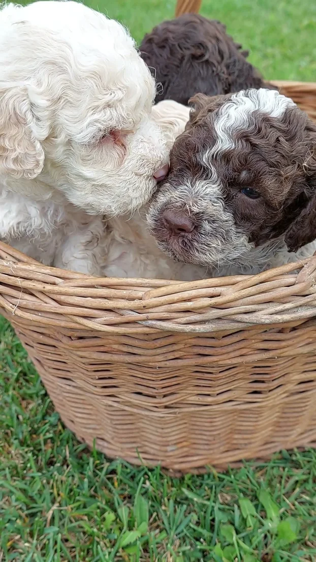 Lagoto romanjolo stenci (Lagotto romagnolo)