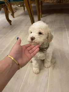 Lagoto Romanjolo stenci