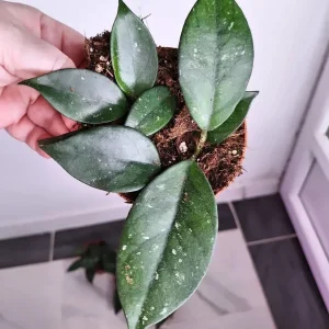 Hoya sp.Timor