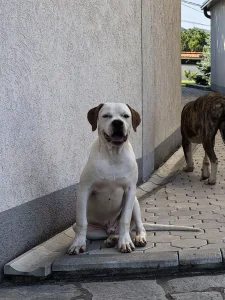 Američki buldog Scoot(Standard) top klasa