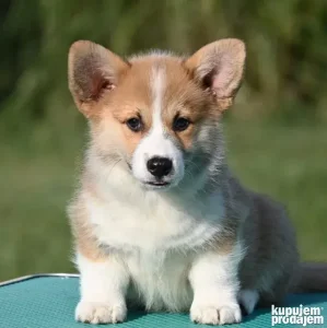 Velski korgi/Welsh Corgi Pembroke