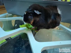 poklanjam 3 morska praseta