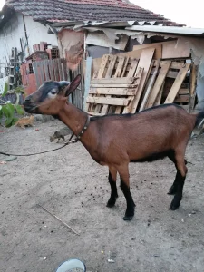 Prodaja jareta