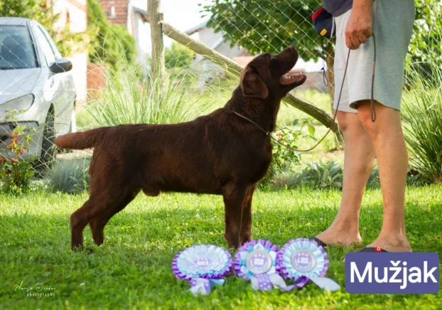 Čokoladni štenci- Labrador Retriver-rezervacije