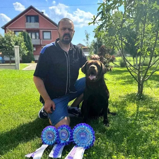 Čokoladni štenci- Labrador Retriver-rezervacije