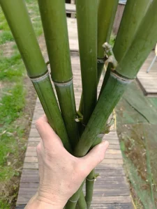 Bambus štapovi, pritke od bambusa, stabla, debla