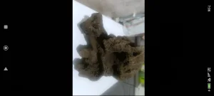 zubi mamuta i kameni fosili