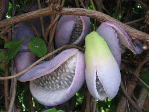 Akebija ( Akebia quinata )