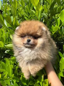 Pomeranci boo