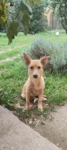 Oki mala stidljivica .