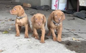 Madjarska vižla (štenci)