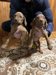 Madjarska vižla (štenci)