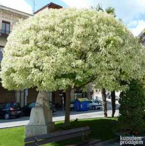 Sadnice Javor Negundo 1,8m+