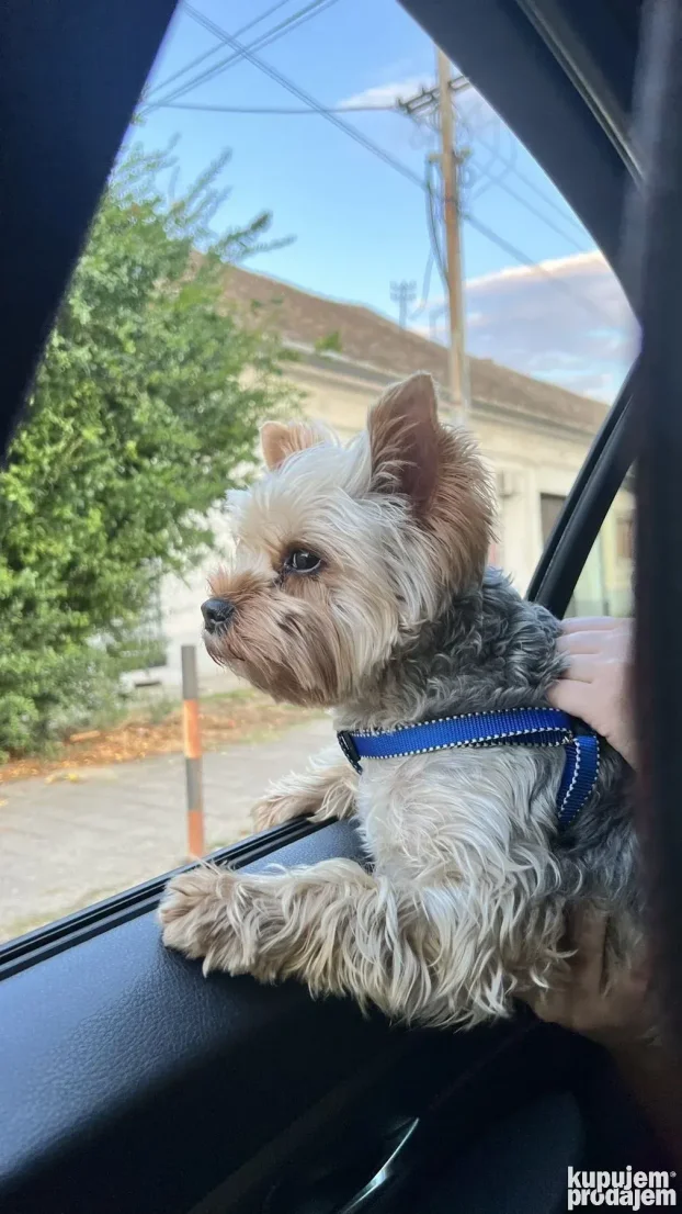 Yorkie spreman za parenje