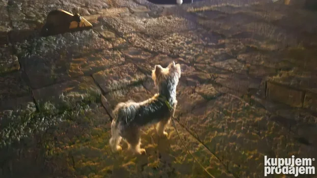 Yorkie spreman za parenje