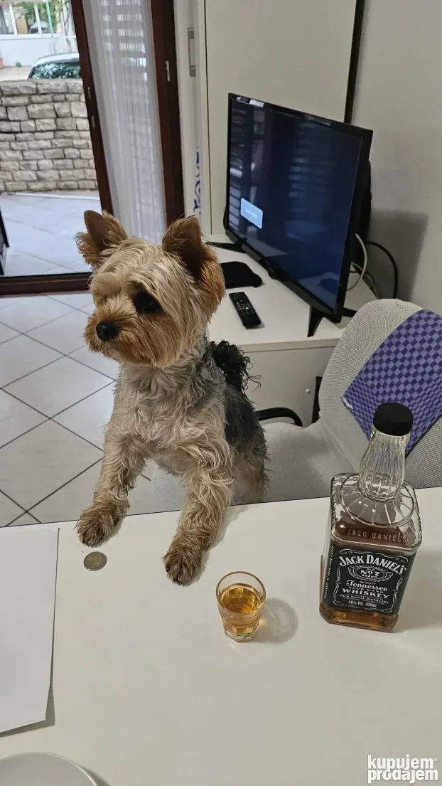 Yorkie spreman za parenje
