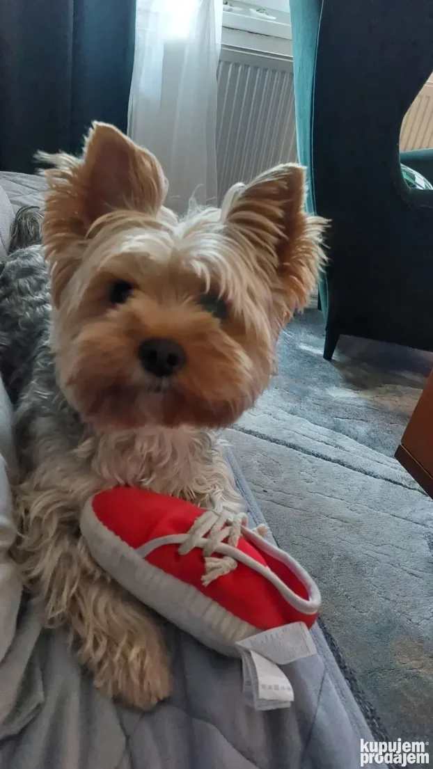 Yorkie spreman za parenje