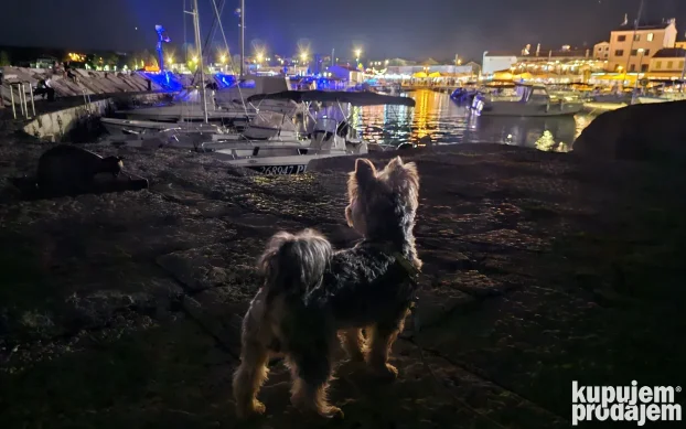 Yorkie spreman za parenje