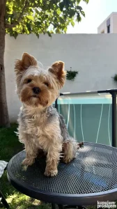 Yorkie spreman za parenje