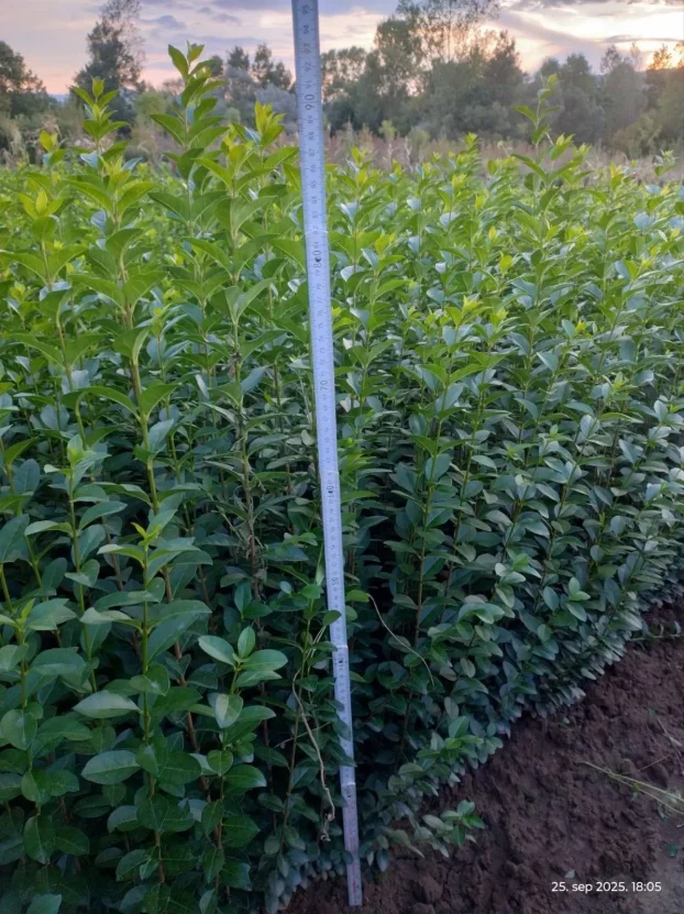 gardenia jasminoides plant Gardenia jasminoides  White Fragrant Flowering Shrub