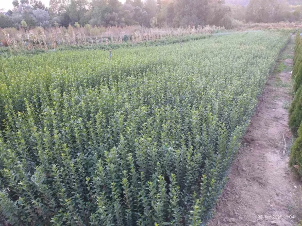 Ligustrum 1m,carobna zimz.iva brzorastuca ograda lingustrum -  KupujemProdajem