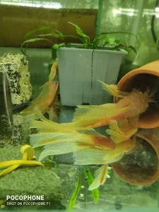 Akvarijumske ribice: ancitrosi ,koridoci i dr.riba