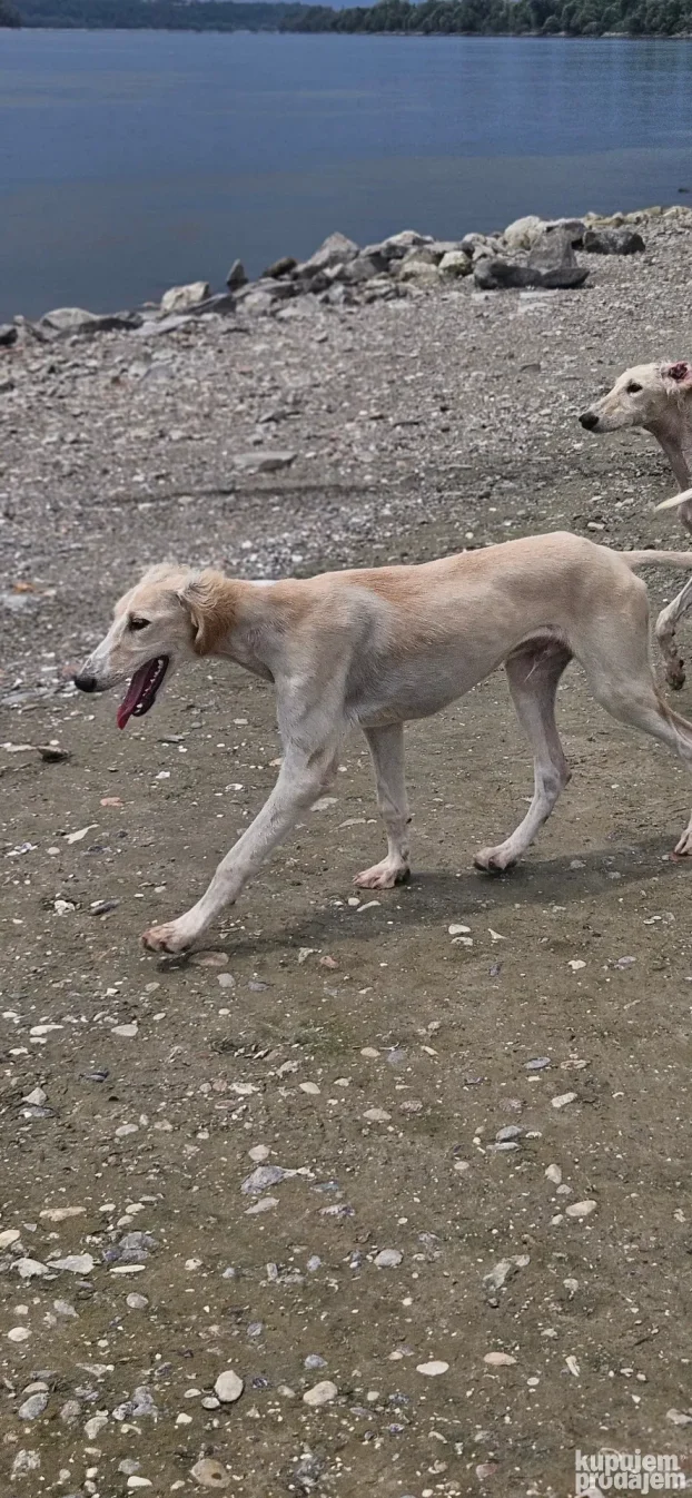 Persiski Hrt Saluki