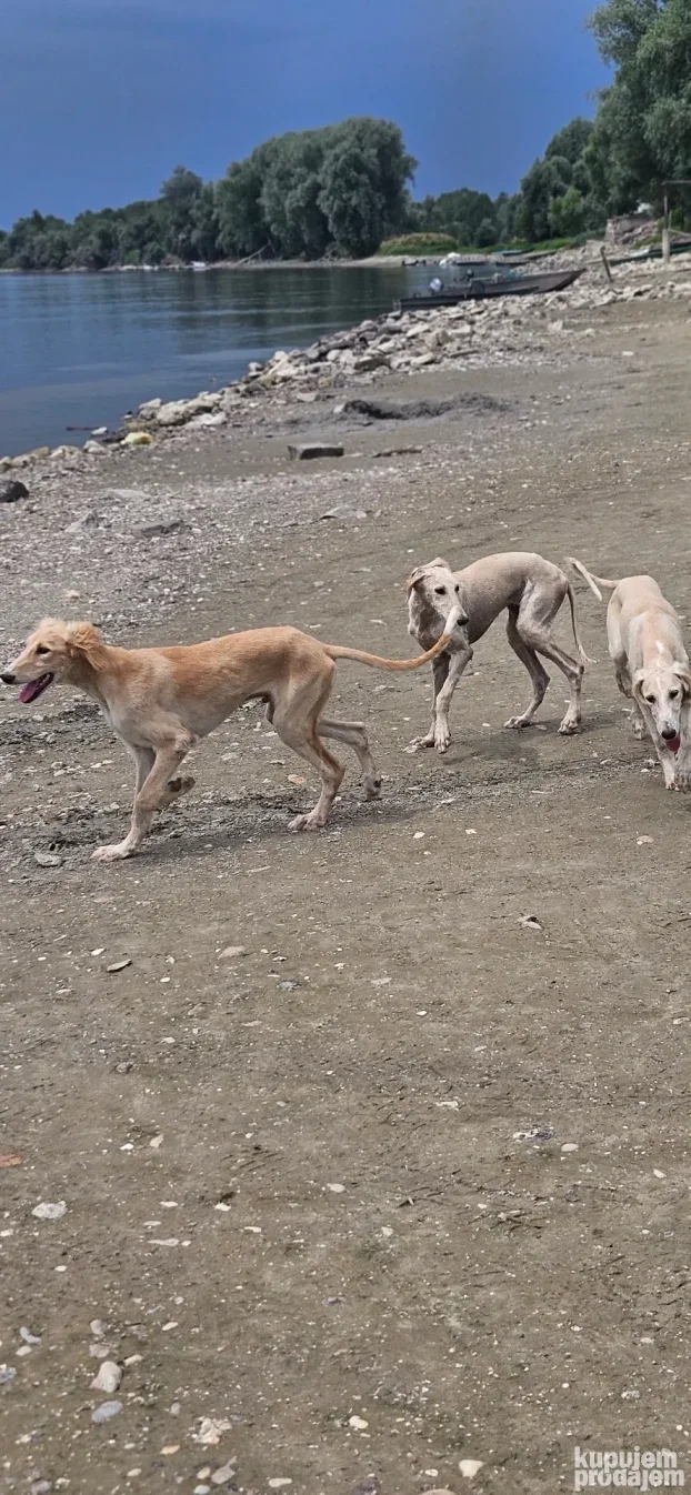 Persiski Hrt Saluki