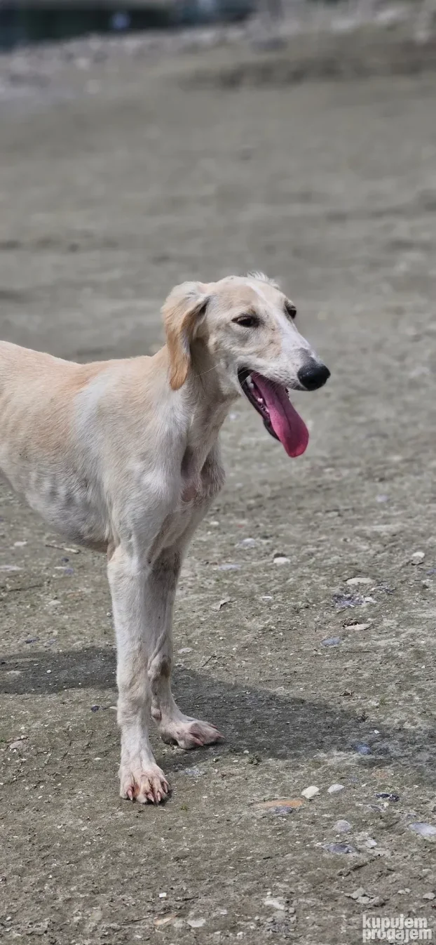 Persiski Hrt Saluki