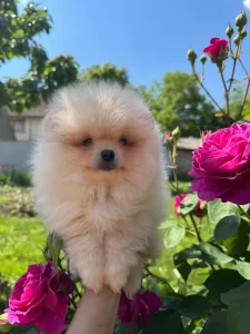 Pomeranci boo